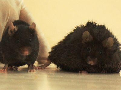Dos ratones, uno de ellos obeso, prueba de la acción de la ghrelina conjugada con el estres